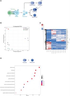 In silico analysis of alternative splicing events implicated in intracellular trafficking during B-lymphocyte differentiation